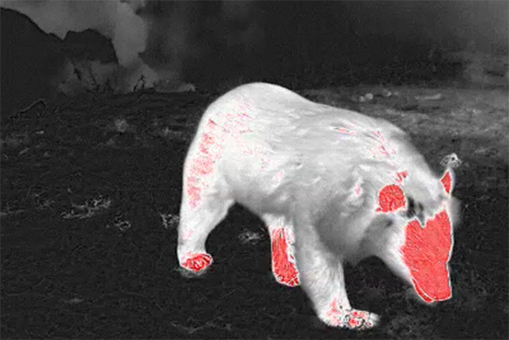 Night Vision Observation